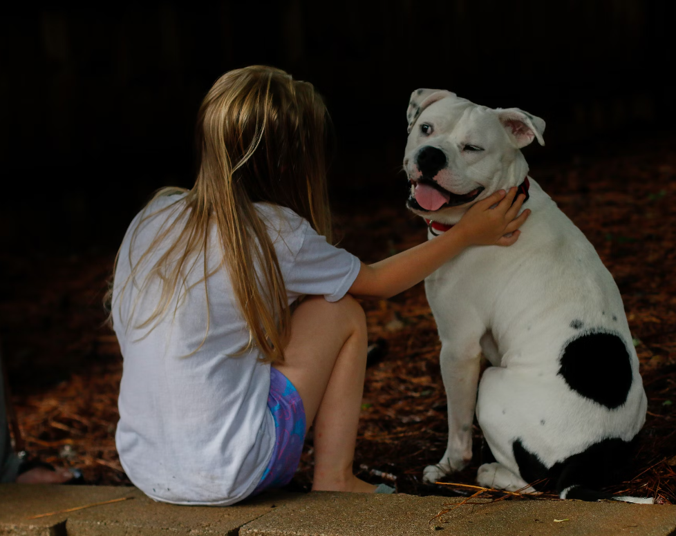 Red Nose Pitbull