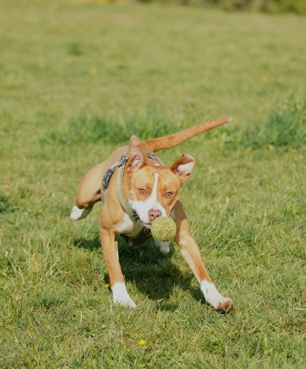 Red Nose Pitbulls 
