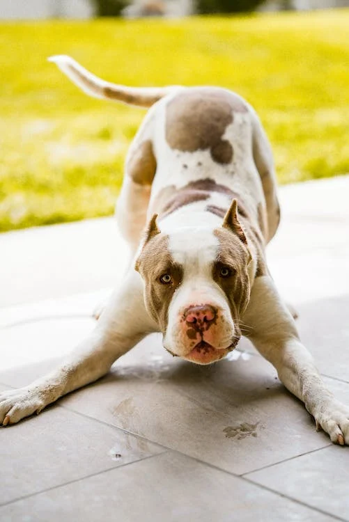 Red Nose Pitbull