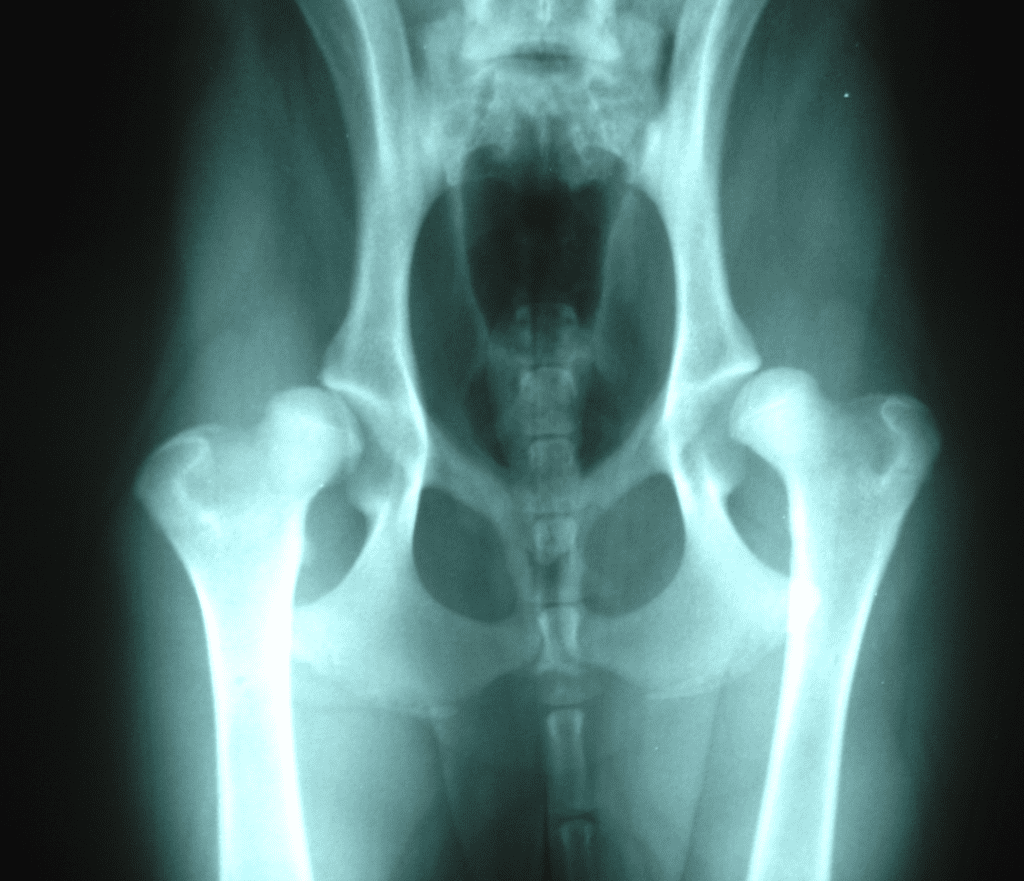 Hip Dysplasia in Dogs