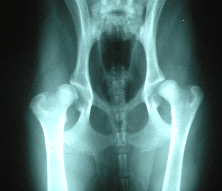 Hip Dysplasia in Dogs: A Comprehensive Guide
