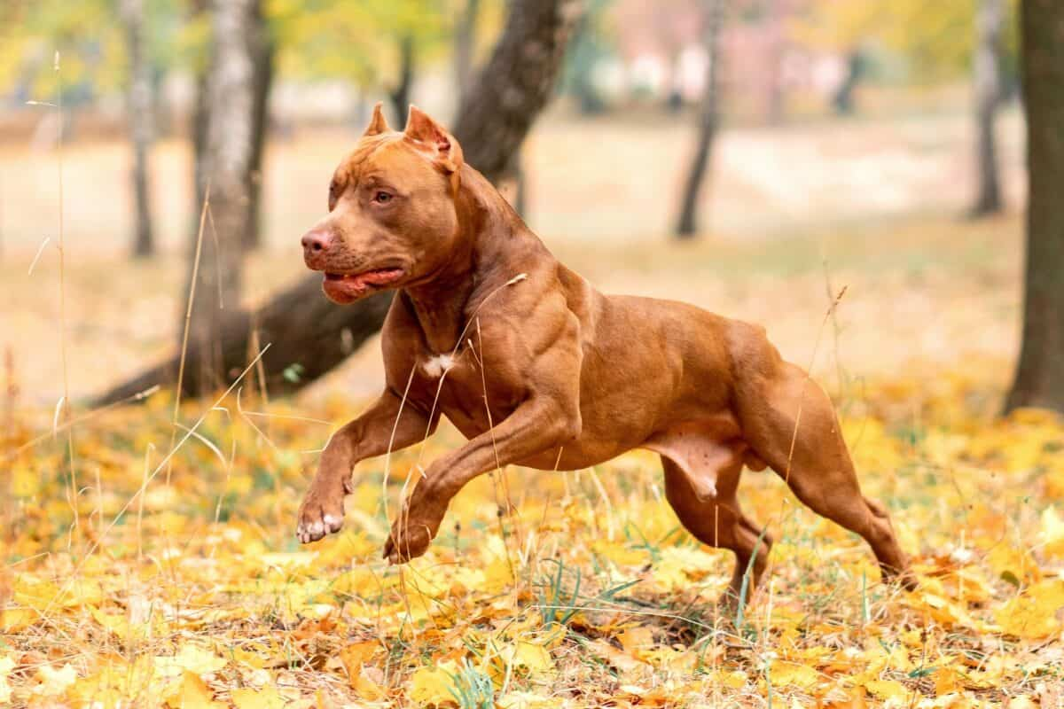 What Is A Red Nose Pitbull?