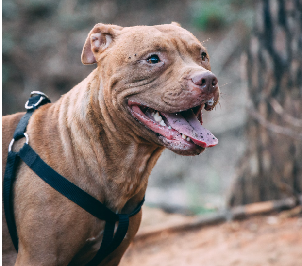 the red nose pitbull- Owning a Red Nose pitbull