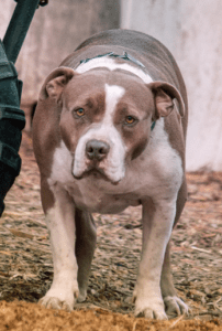 Female red nose pitbull