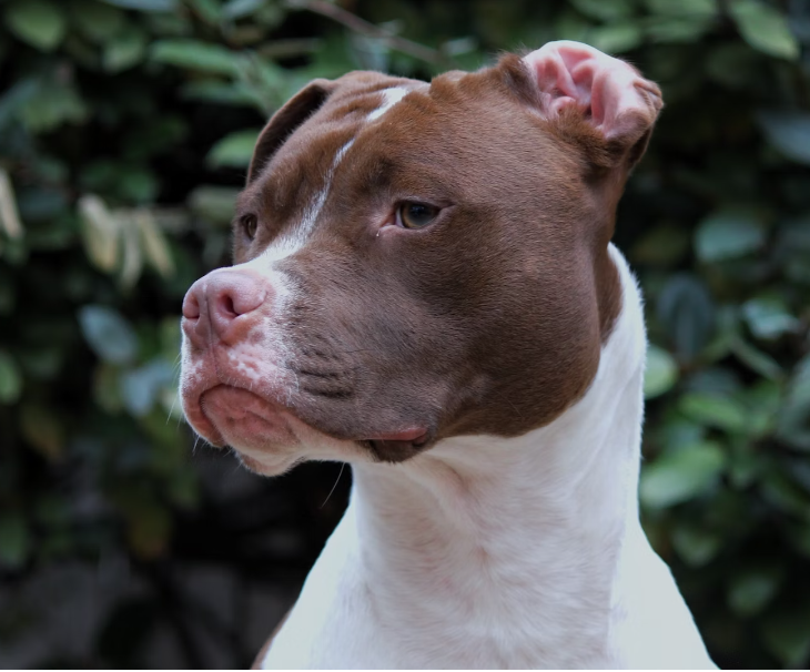 red nose pitbull white and brown