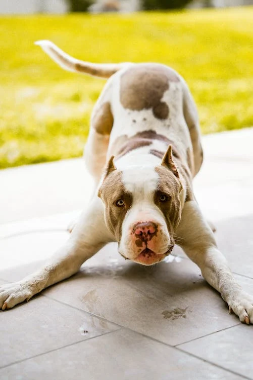 unleash the Charm of the Red Nose Pitbull: A Complete Guide for US Dog Owners