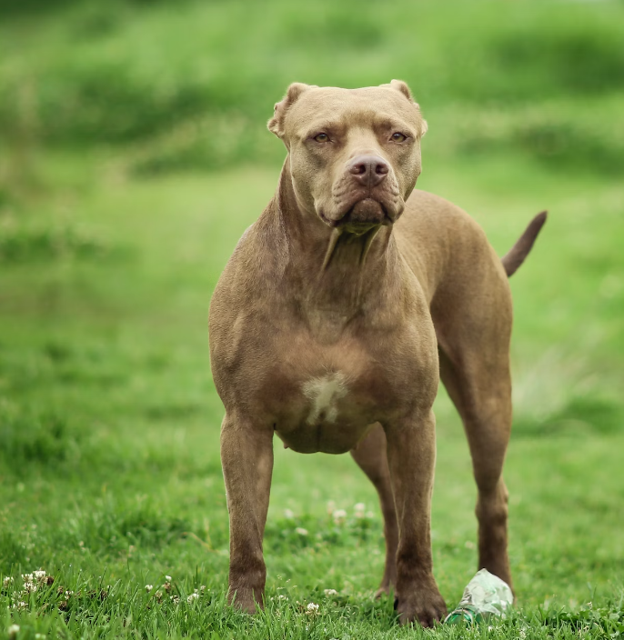 The Red Nose Pitbull Terrier