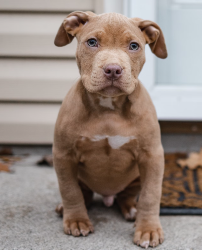 Red Nose Pitbull Puppies