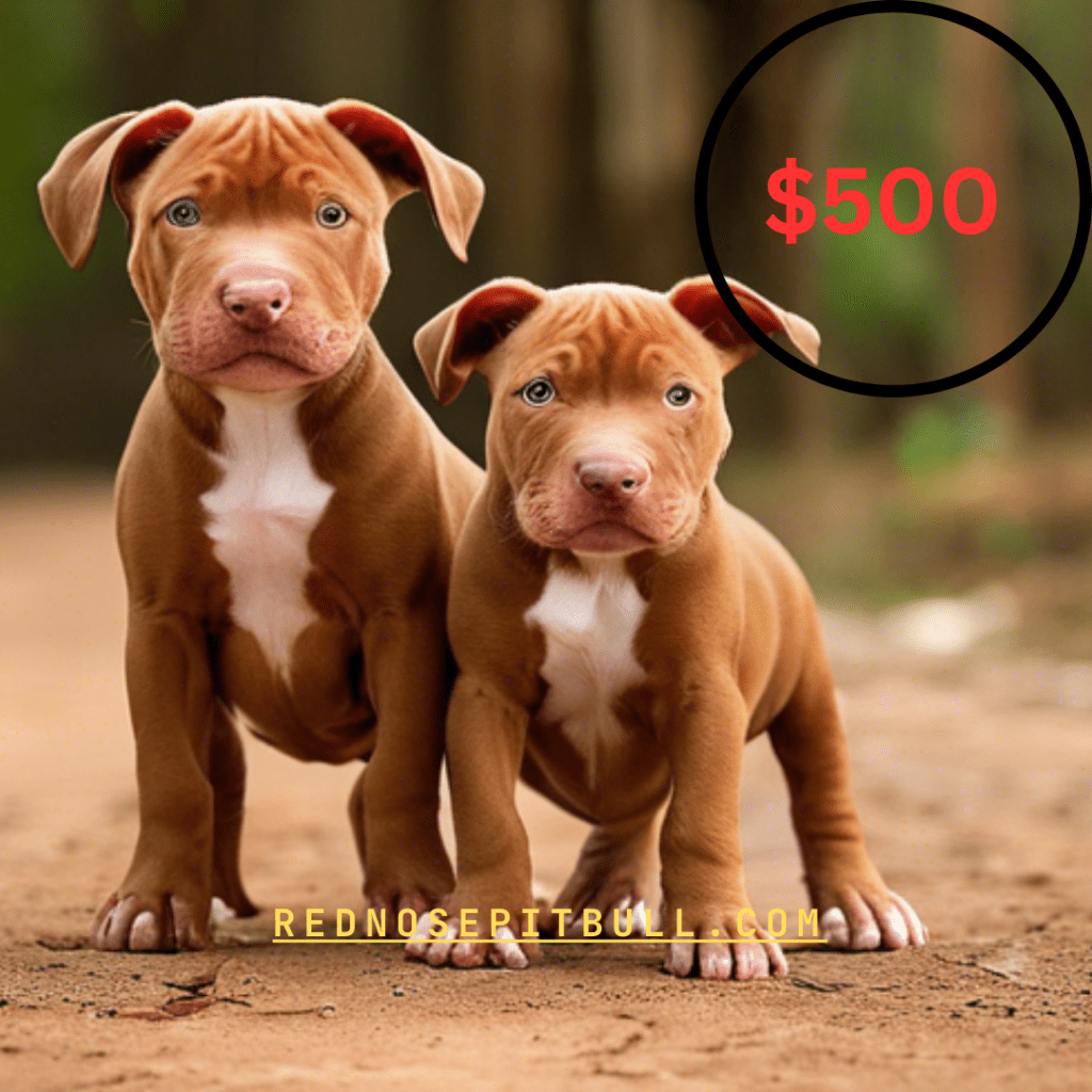 How Much Is a Red Nose Pitbull Worth 