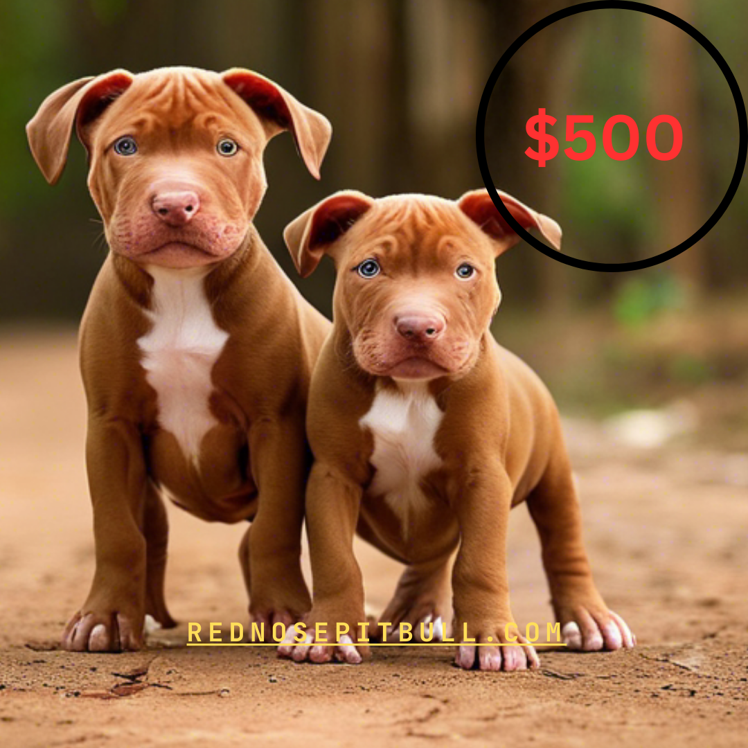 How Much Is a Red Nose Pitbull Worth