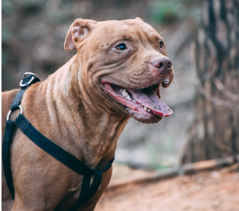 Red Nose Pitbull Picture
