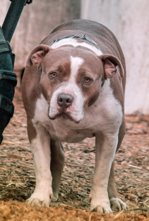 Red Nose Pitbull Picture
