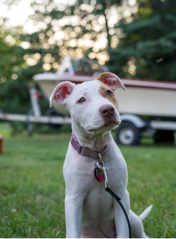 Red Nose Pitbull Picture
