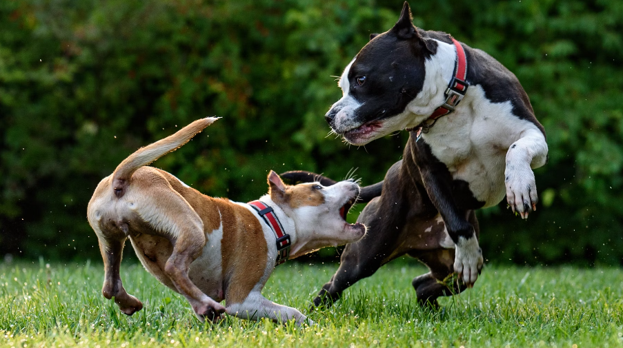 Are red nose pitbulls more aggressive than blue nose?