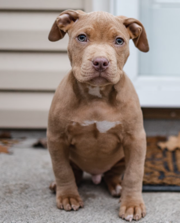 Red Nose Pitbull Picture
