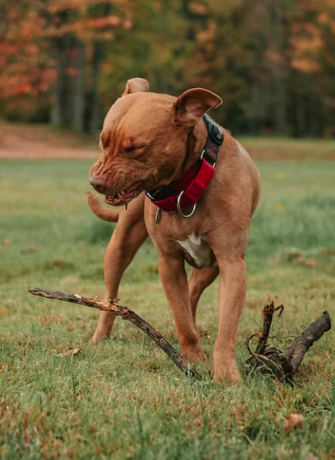 Red Nose Pitbull Guide: Understanding This Unique Breed