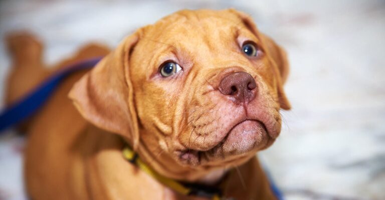 Red Nose Pitbull Puppies: Temperament, Physical Characteristics