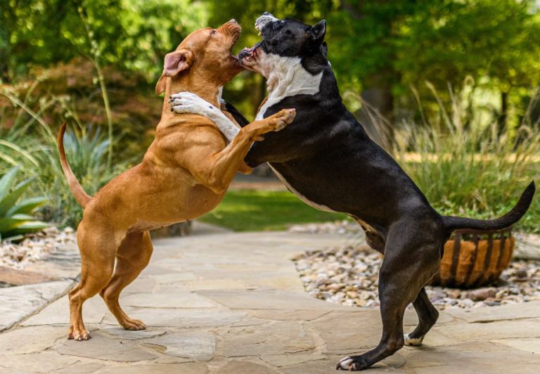 Red Nose Pitbull Picture
