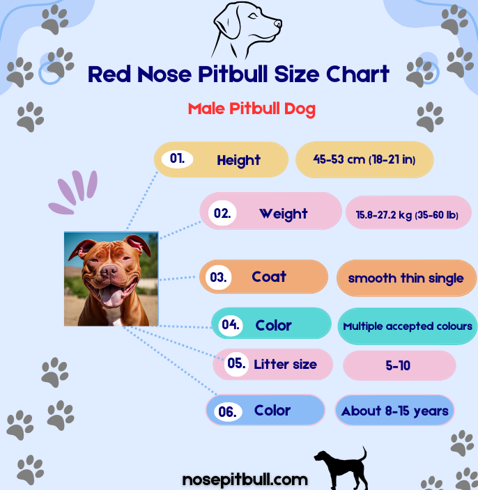 Red nose pitbull dog breed- size chart