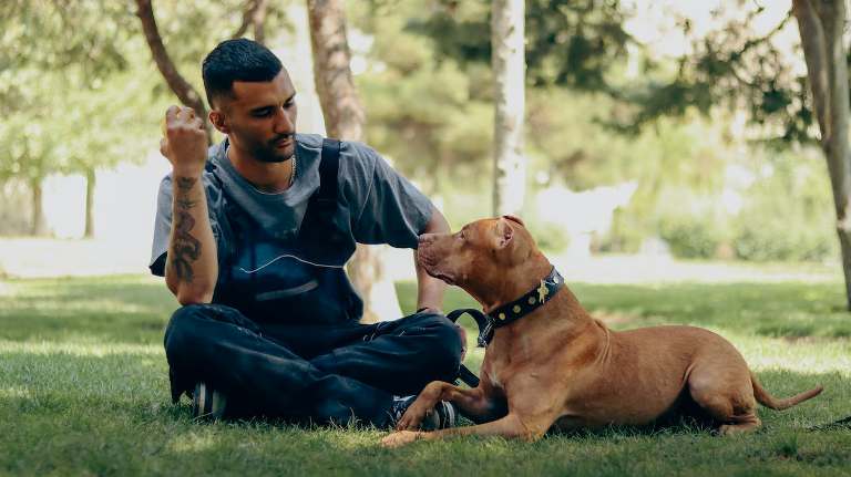 Positive Training Methods for Pitbull- Red Nose Pitbull Dog Breed