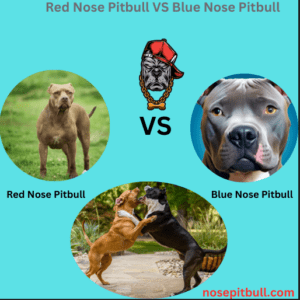 red nose pitbull VS American 