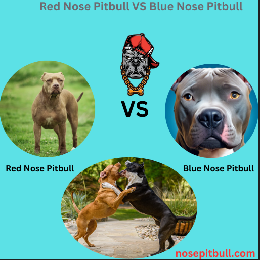 red nose pitbull VS blue nose pitbull