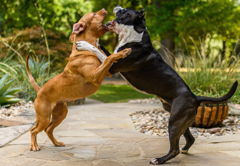red nose pitbull dogs: History, Training Tips, Health and Care