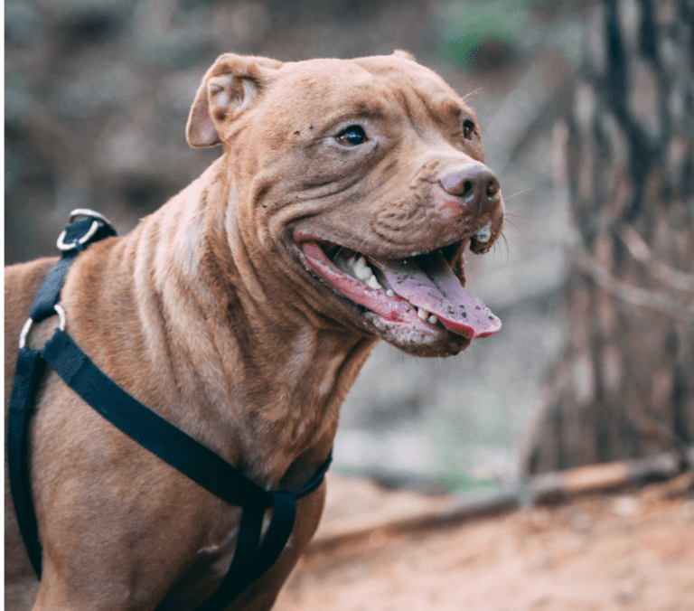 How Big Do Standard Red Nose Pitbull Get? Average Growth and Weight Chart