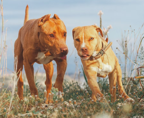 Red Nose Pitbull Adoption: Finding Your Perfect Companion