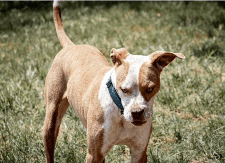 Unleashing the Potential of Red Nose Pitbull